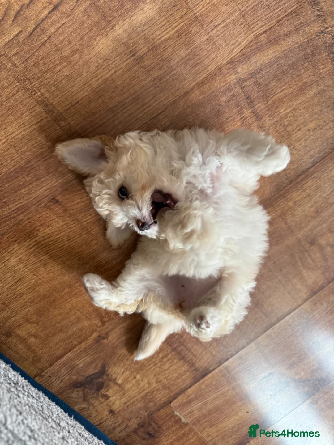 Maltipoo dogs for sale: Beautiful maltipoo in London - Advert 2