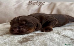 Cocker Spaniel dogs for sale: Top Quality KC Registered Show Cocker Spaniels - Image 4