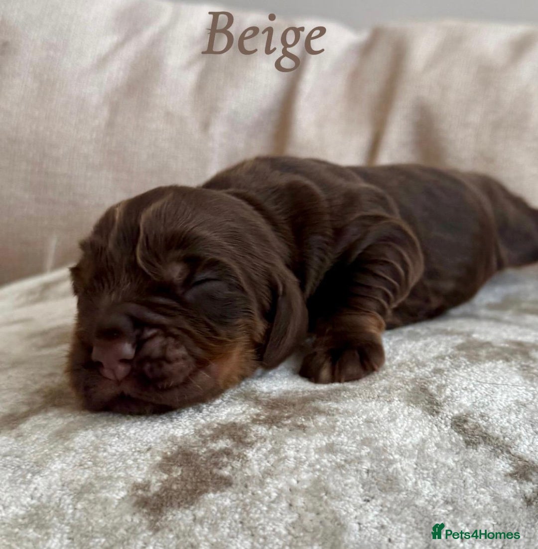 Cocker Spaniel dogs for sale: Top Quality KC Registered Show Cocker Spaniels - Image 4