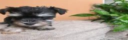 Miniature Schnauzer dogs for sale: Miniature schnauzer puppies - Advert 3