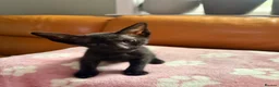 Oriental cats for sale: Beautiful Siamese & Oriental Kittens  - Advert 24