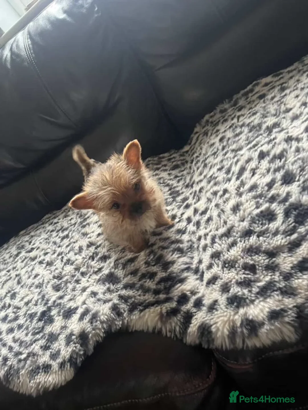 Yorkshire Terrier dogs for sale:  **  Yorkshire terriers in Derby - Advert 7