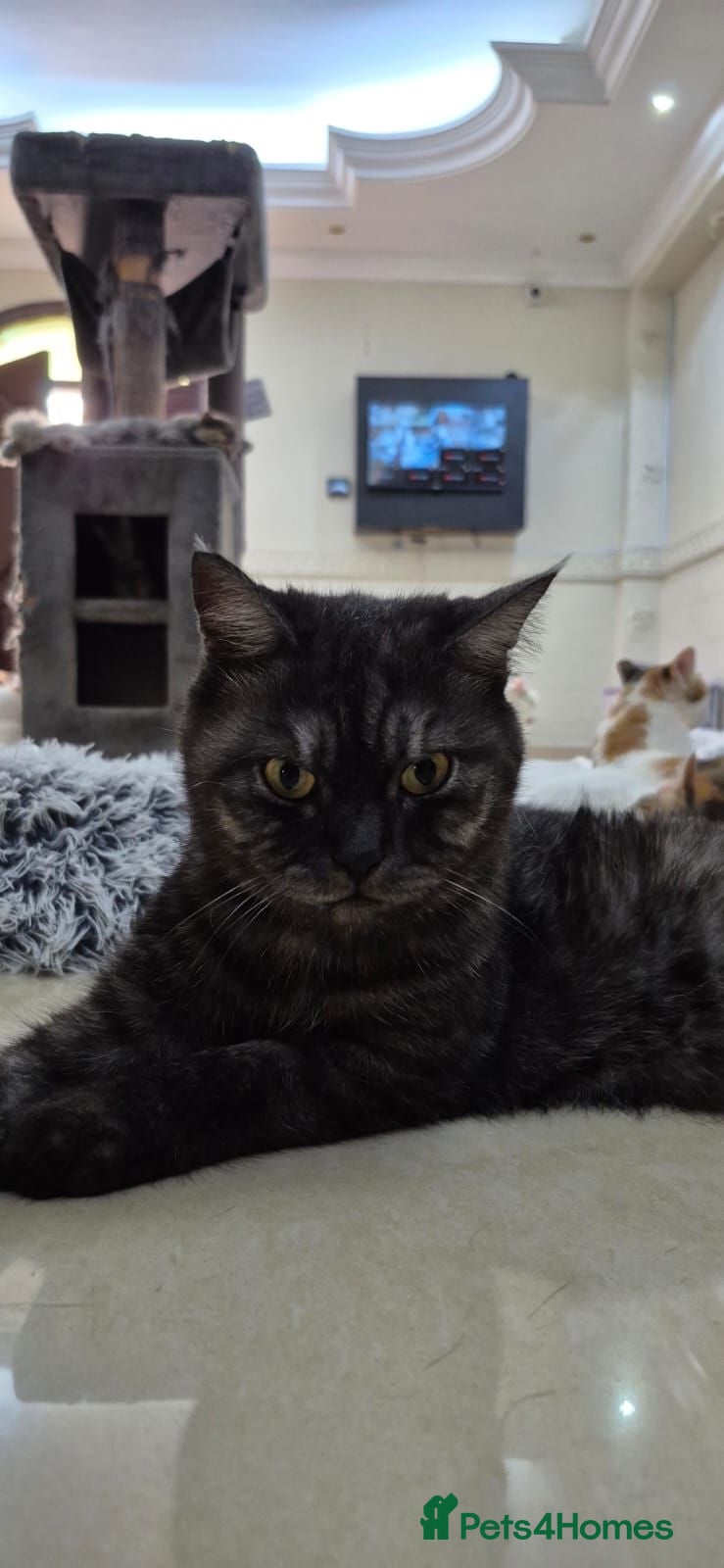 Mixed Breed cats Galaxy - Advert 3