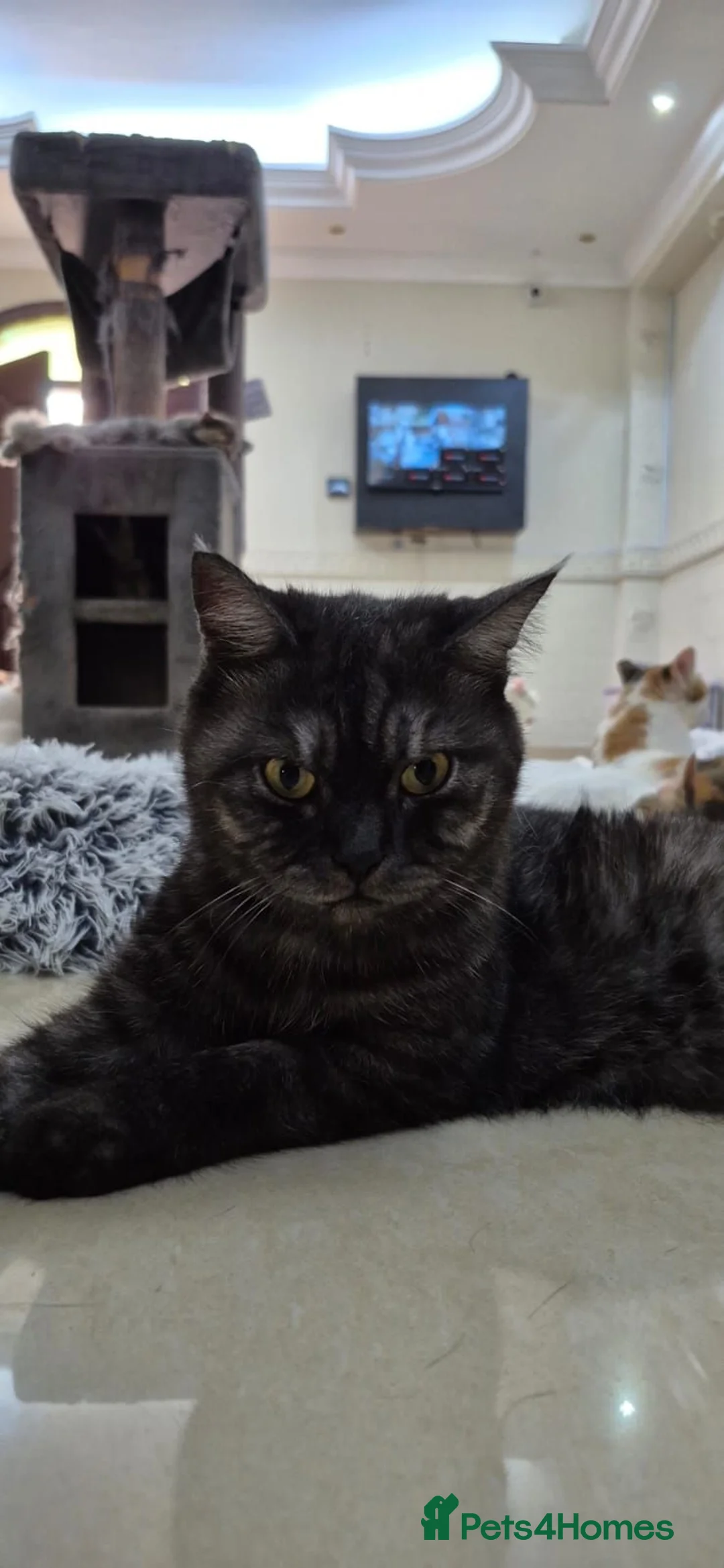 Mixed Breed cats for adoption: Galaxy - Advert 1