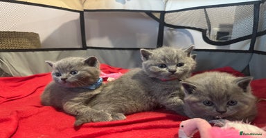 British Shorthair cats - Advert 11