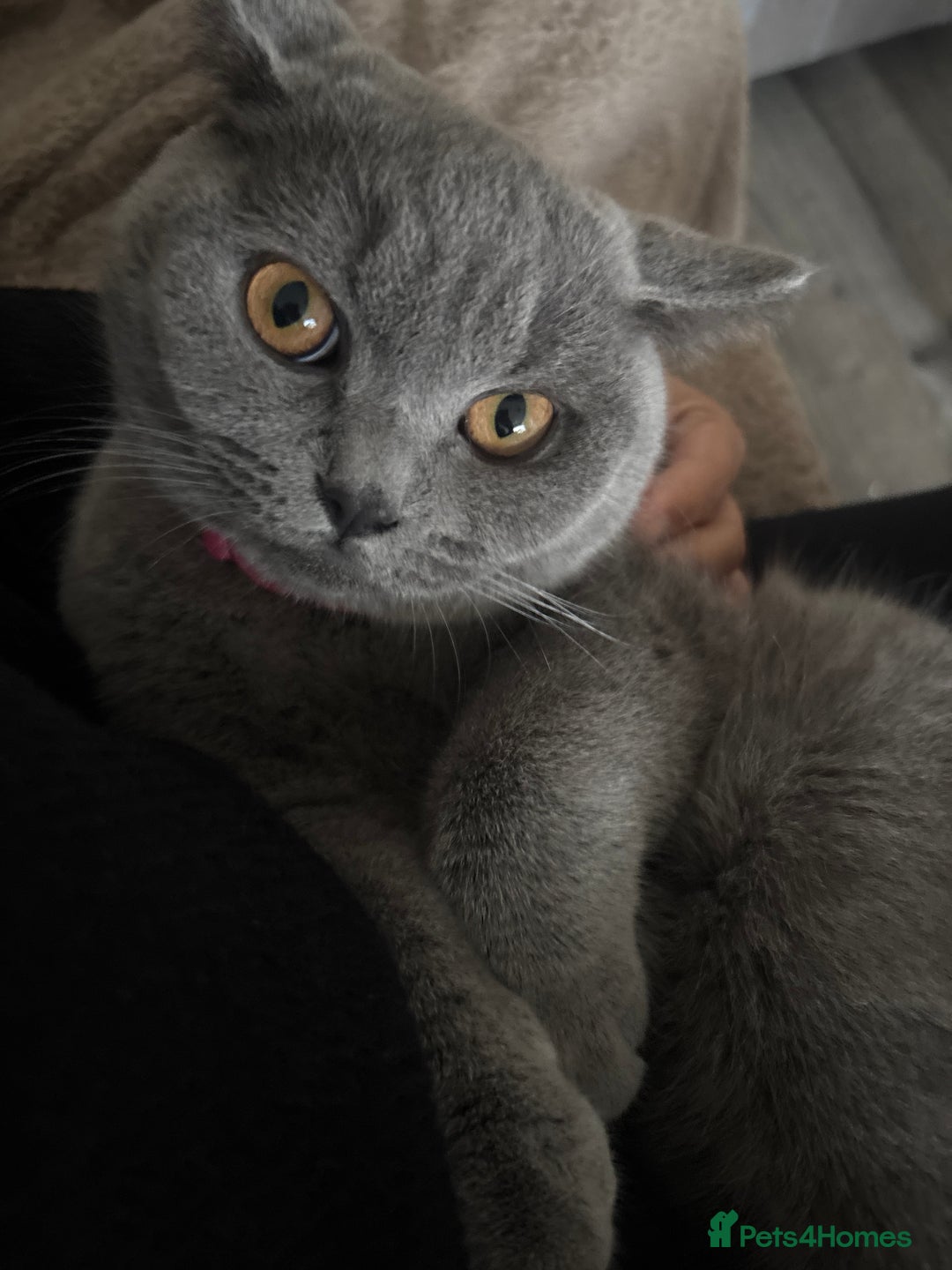 British Shorthair cats for sale: British short hair  - Advert 2