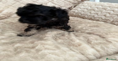 Maltipoo dogs - Advert 10