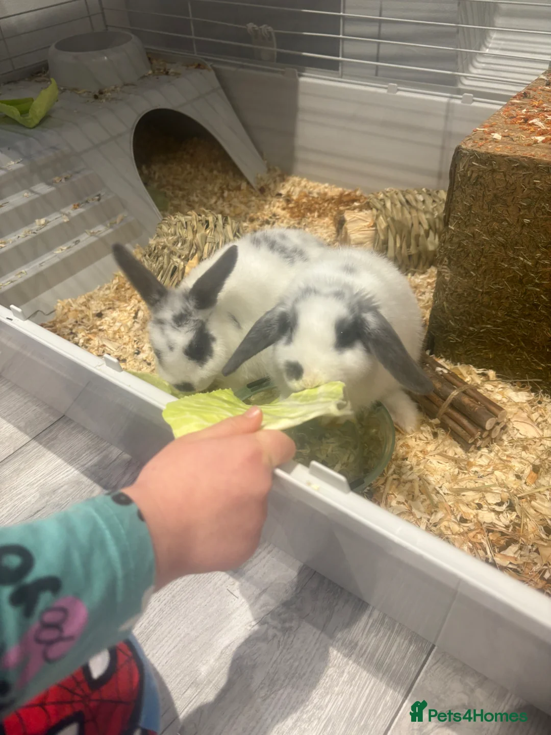 Dwarf Lop rabbits for sale: Mini loop bunnies  in Wickford - Advert 3