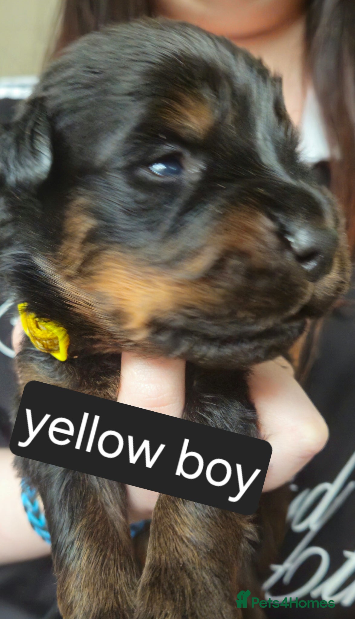 Rottweiler dogs 4 male rottweiler pups looking for forever homes - Advert 1
