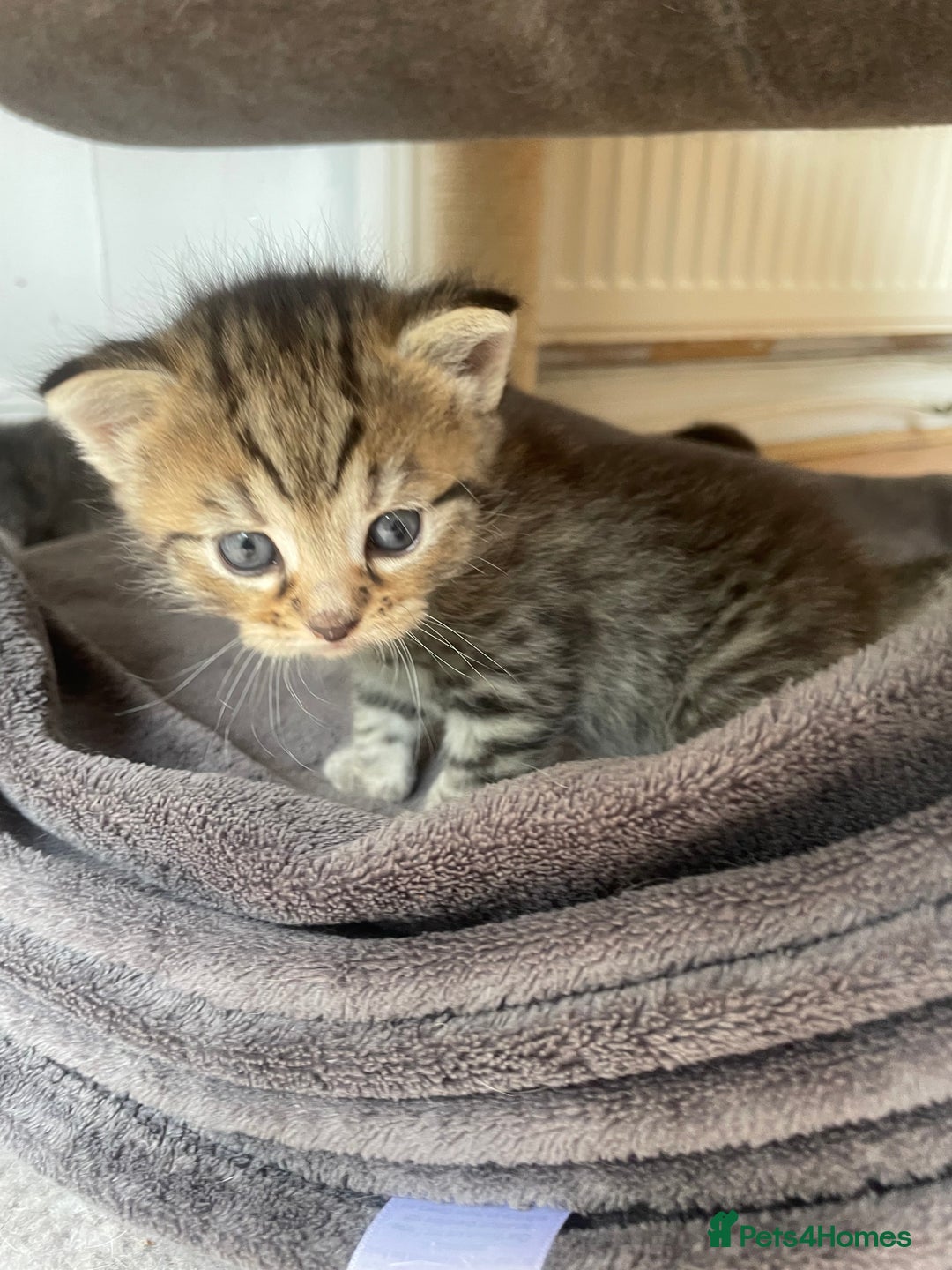 Egyptian Mau cats for sale: Egyptian mau kittens  - Image 15