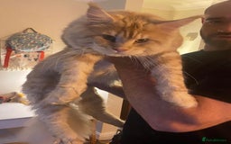 Maine Coon cats for sale: Maine Coon Kittens  - Image 17