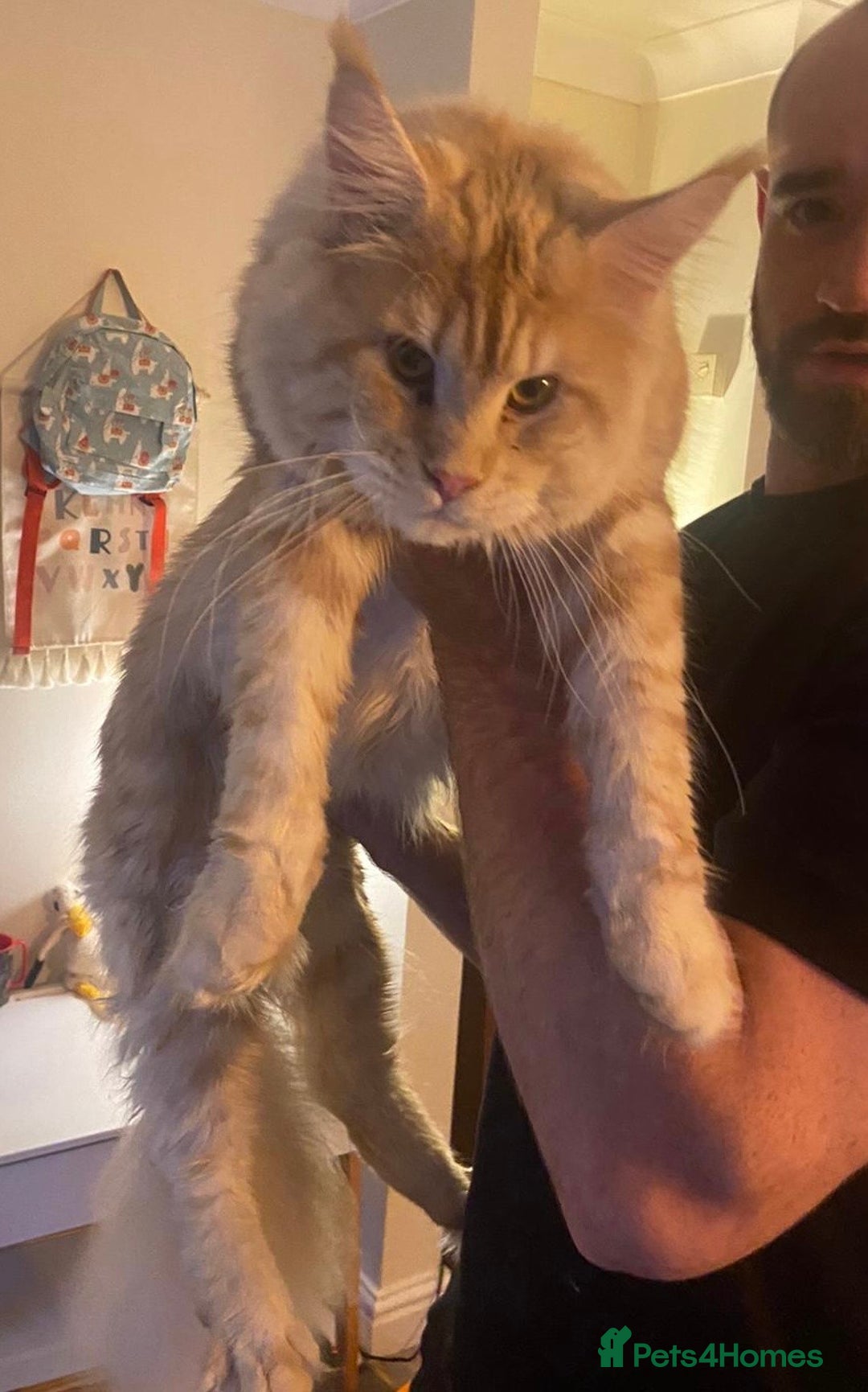 Maine Coon cats for sale: Maine Coon Kittens  - Image 17