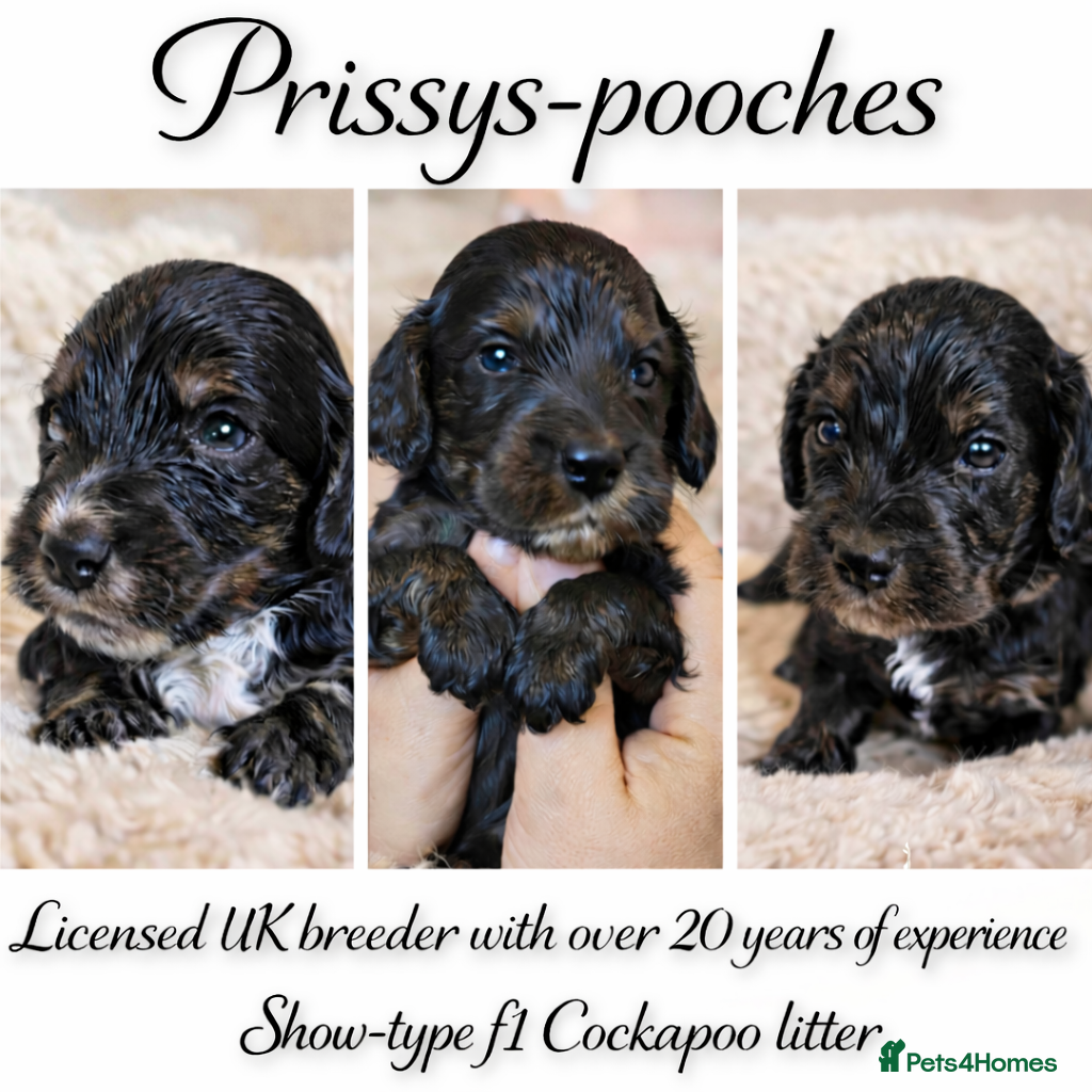 Cockapoo dogs Licensed insured breeder! Show cockapoo boys only  - Advert 1