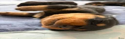 Rottweiler dogs for sale: Pure Breed Rottweiler  - Advert 34