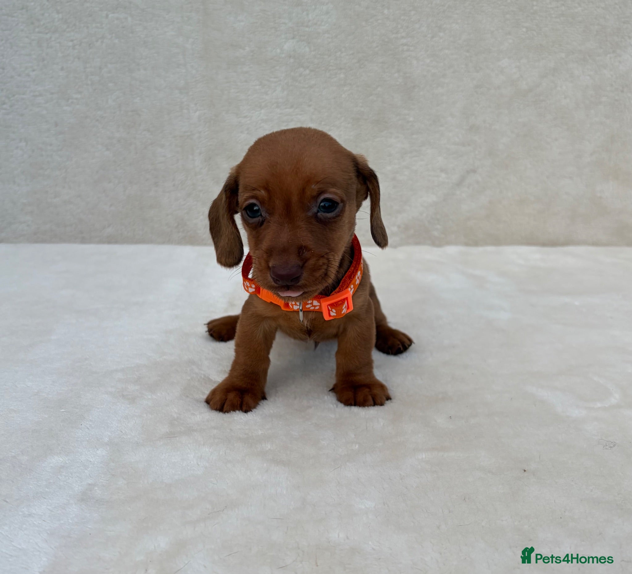 Miniature Dachshund dogs Dachshund puppies 3 boys 3 girls  - Advert 2