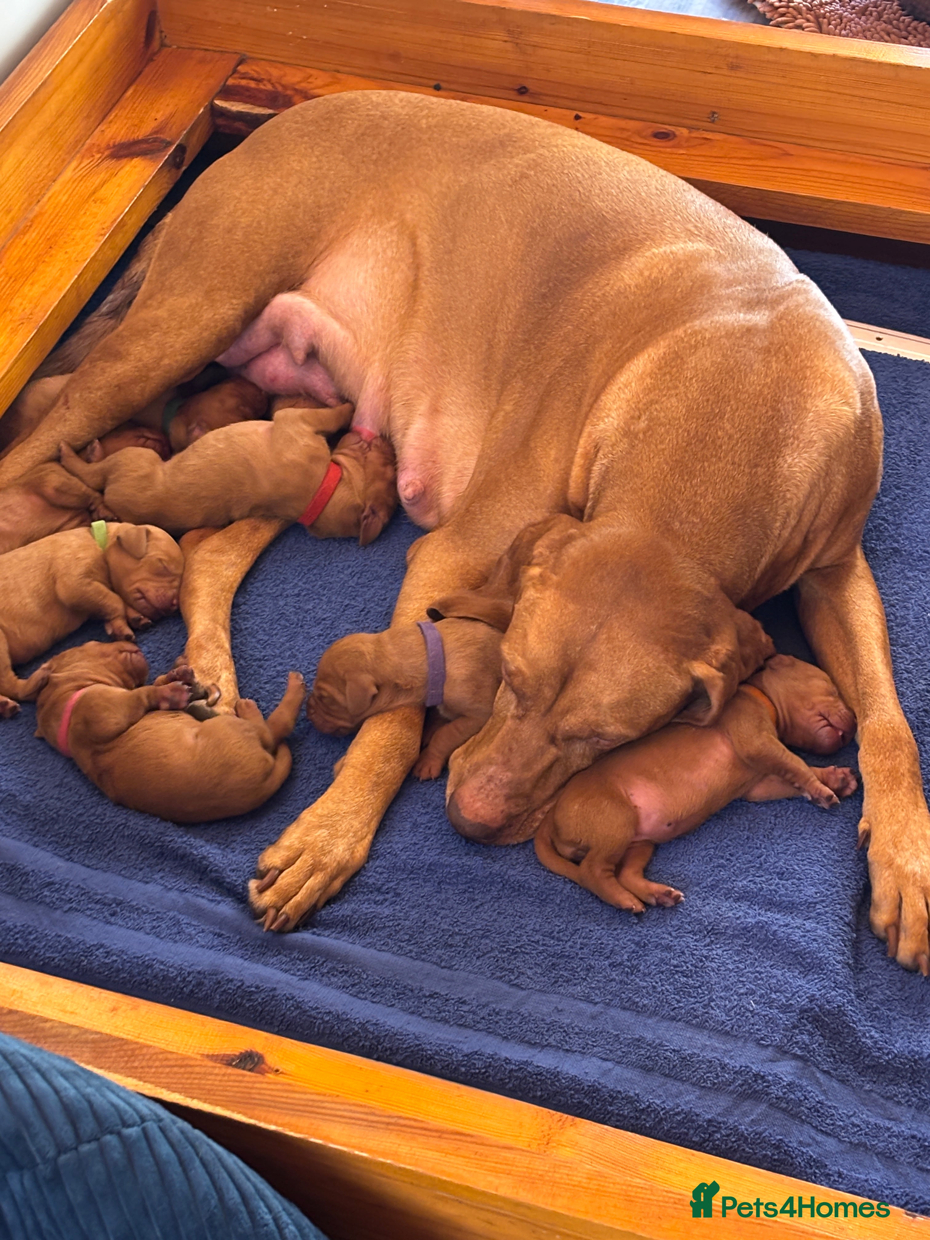 Hungarian Vizsla dogs Hungarian Vizsla Puppies - Advert 2