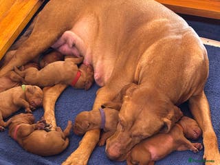 Hungarian Vizsla dogs Hungarian Vizsla Puppies - Advert 2