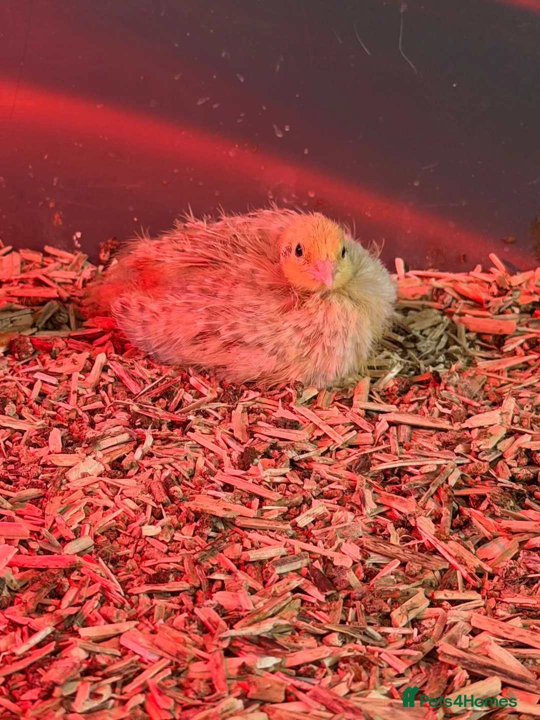 Quail poultry for sale: Coturnix quail in Shrewsbury - Advert 7