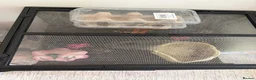Frog reptiles for sale: Pecman frog in Reading - Advert 5