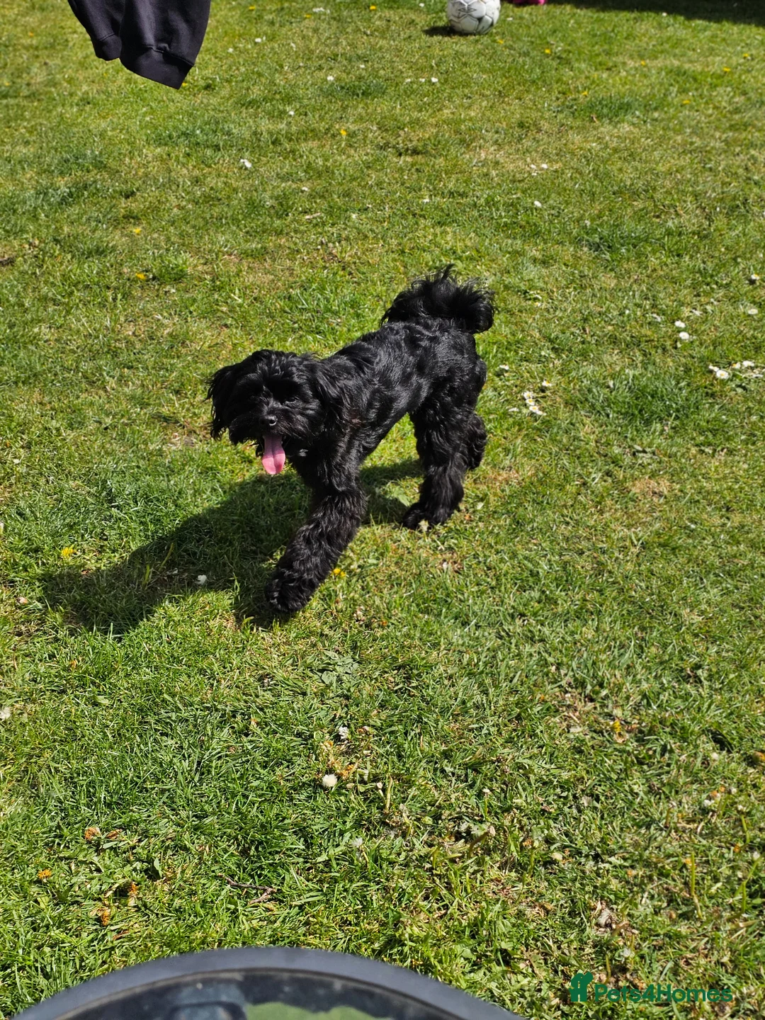 Mixed Breed dogs for sale: Shih tzu Mixed - Advert 2