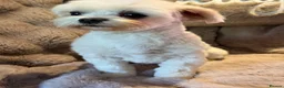 Maltese dogs for sale: Maltese Boy - Advert 7