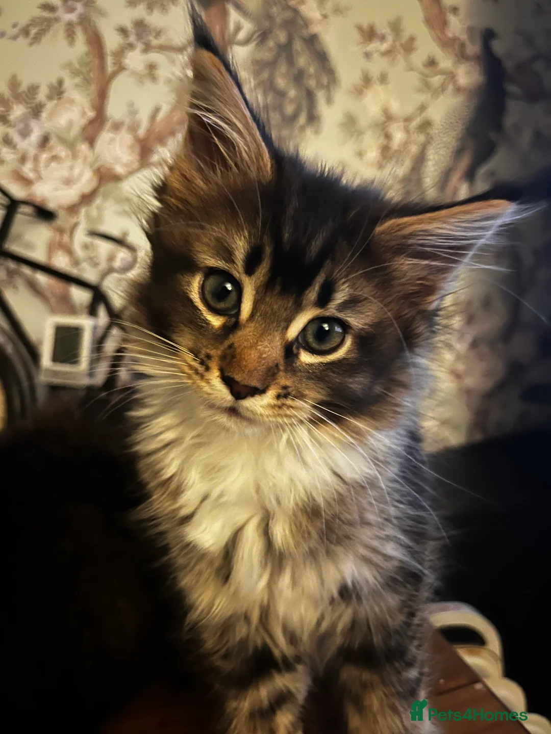 Maine Coon cats for sale:  Pedigree Maine Coon kittens - Advert 29