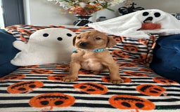 Labrador Retriever dogs for sale: Beautiful fox red Labrador pups - Image 1