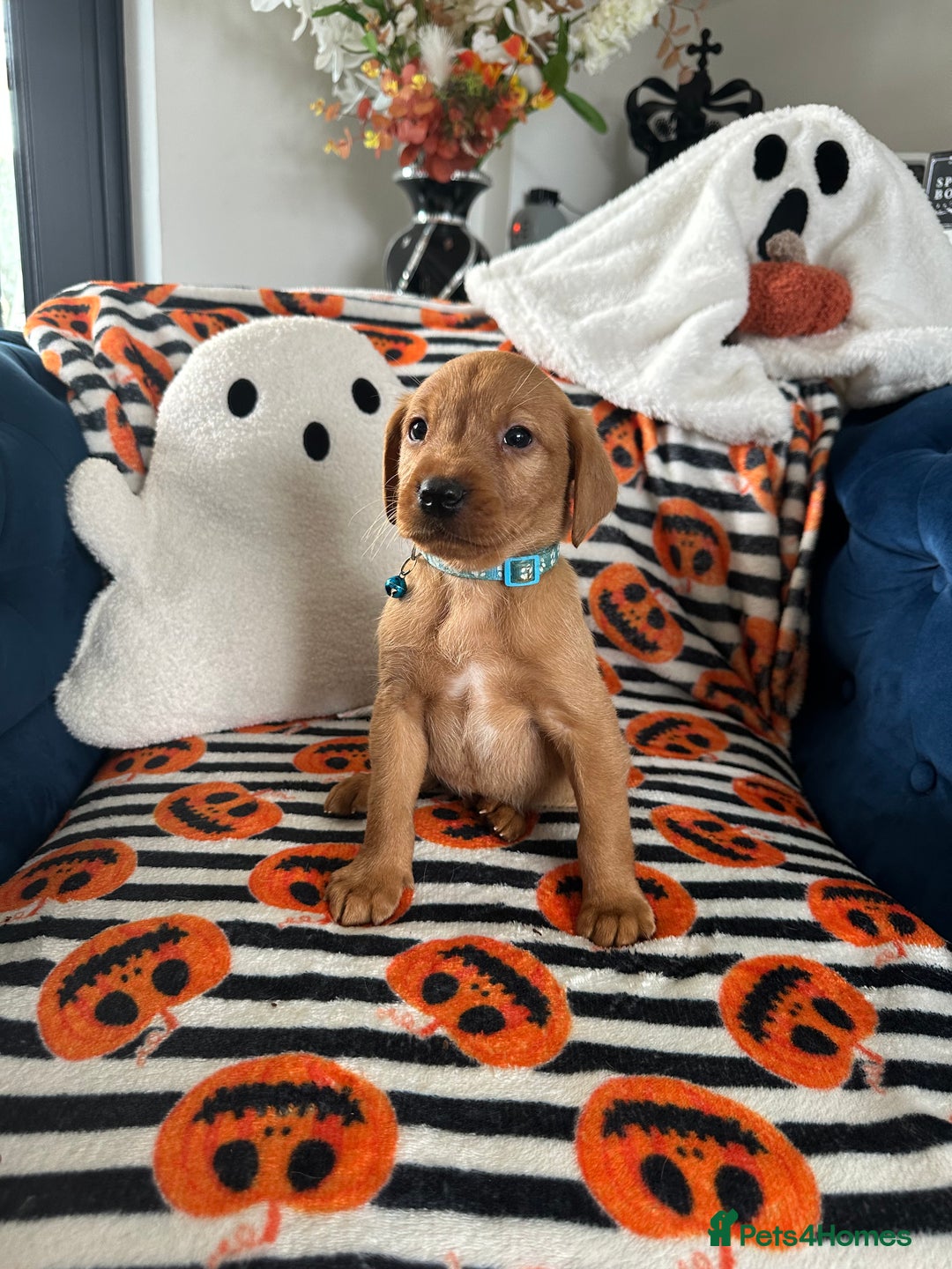 Labrador Retriever dogs for sale: Beautiful fox red Labrador pups - Image 1