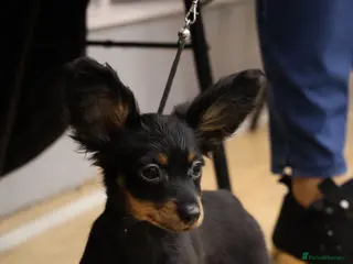 Russian Toy Terrier dogs Beautiful Russian Toy Puppies - Advert 9