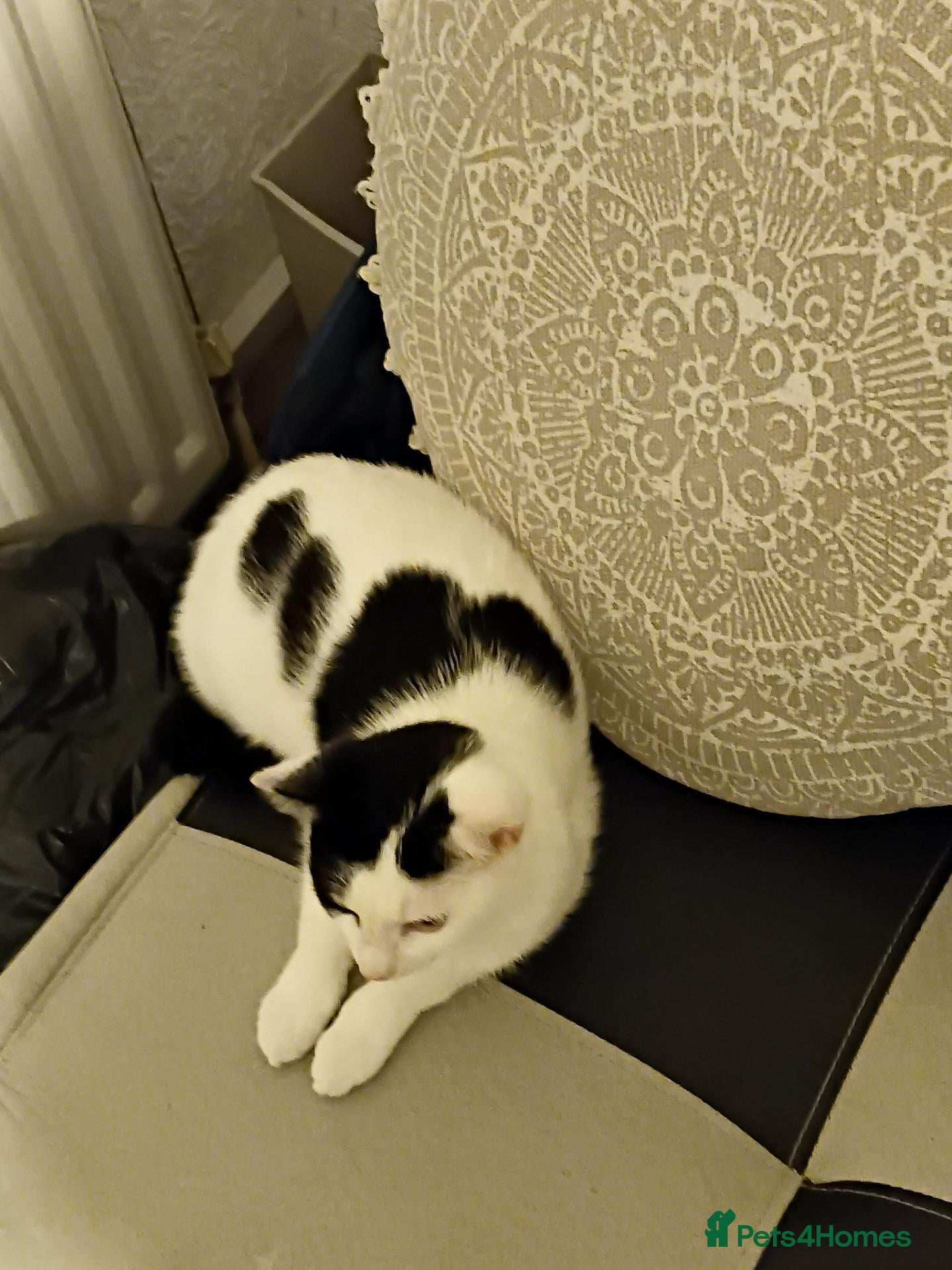 Mixed Breed cats Female kitten for sale  - Advert 2