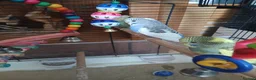 Budgerigars birds for sale: Budgies in Littlehampton - Advert 3