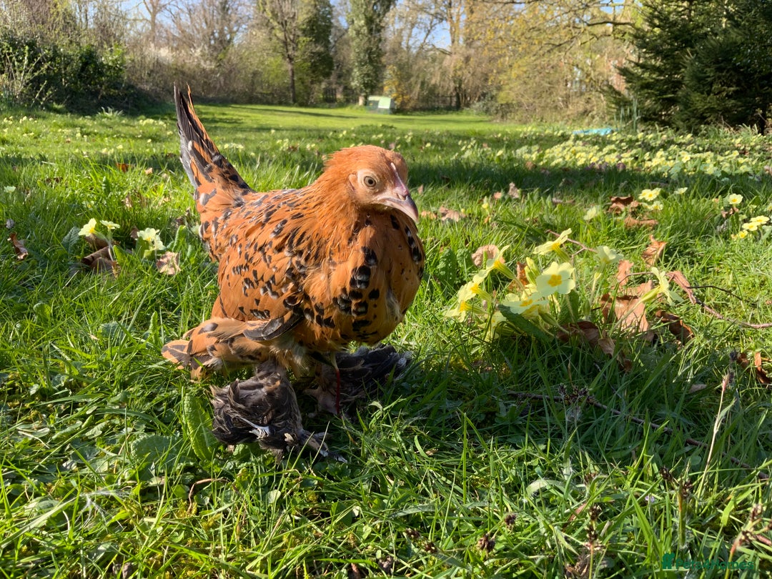 Chickens poultry for sale: Silkie, Pekin, Polish, Brahma, Faverolle Hens  - Advert 10