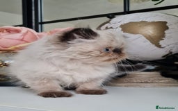 Persian cats for sale: Beautiful persian kittens  - Image 24