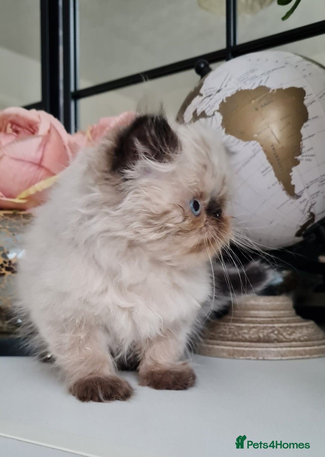 Persian cats for sale: Beautiful persian kittens  - Image 24