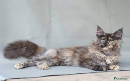Maine Coon cats for sale: Female MaineCoon  Imported, Loving Home Needed   - Image 7