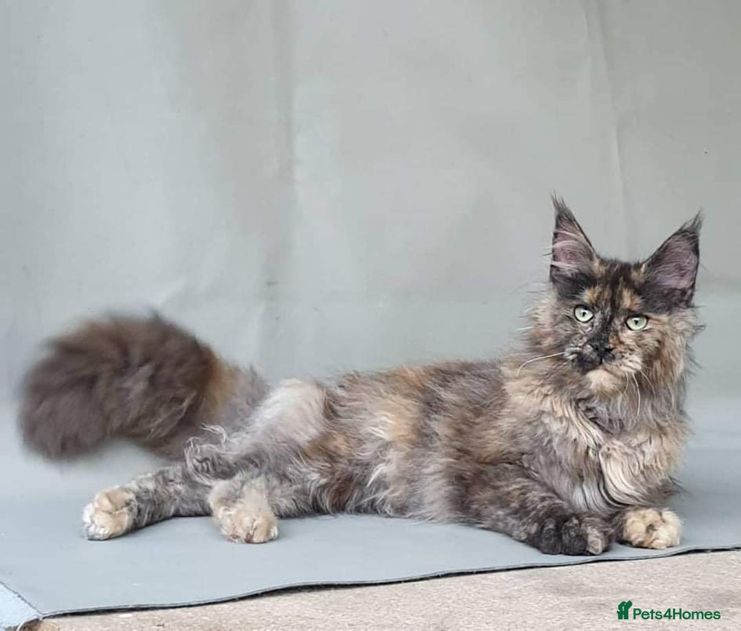 Maine Coon cats for sale: Female MaineCoon  Imported, Loving Home Needed   - Image 7