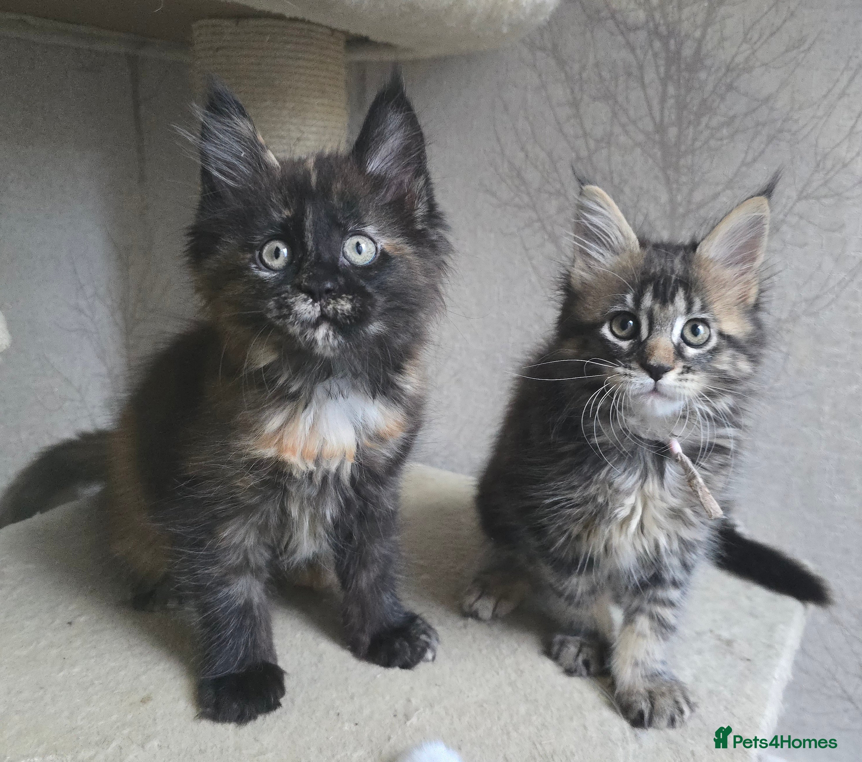Maine Coon cats Beautiful Tica registered girls - Advert 1
