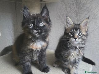 Maine Coon cats Beautiful Tica registered girls - Advert 1
