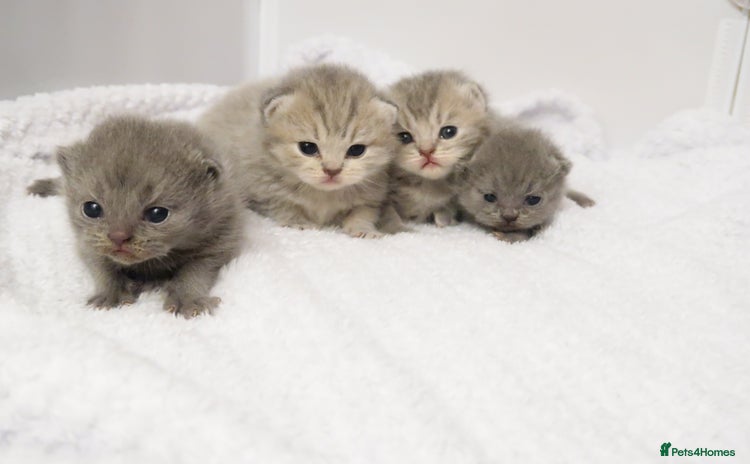 British Shorthair cats - Advert 1
