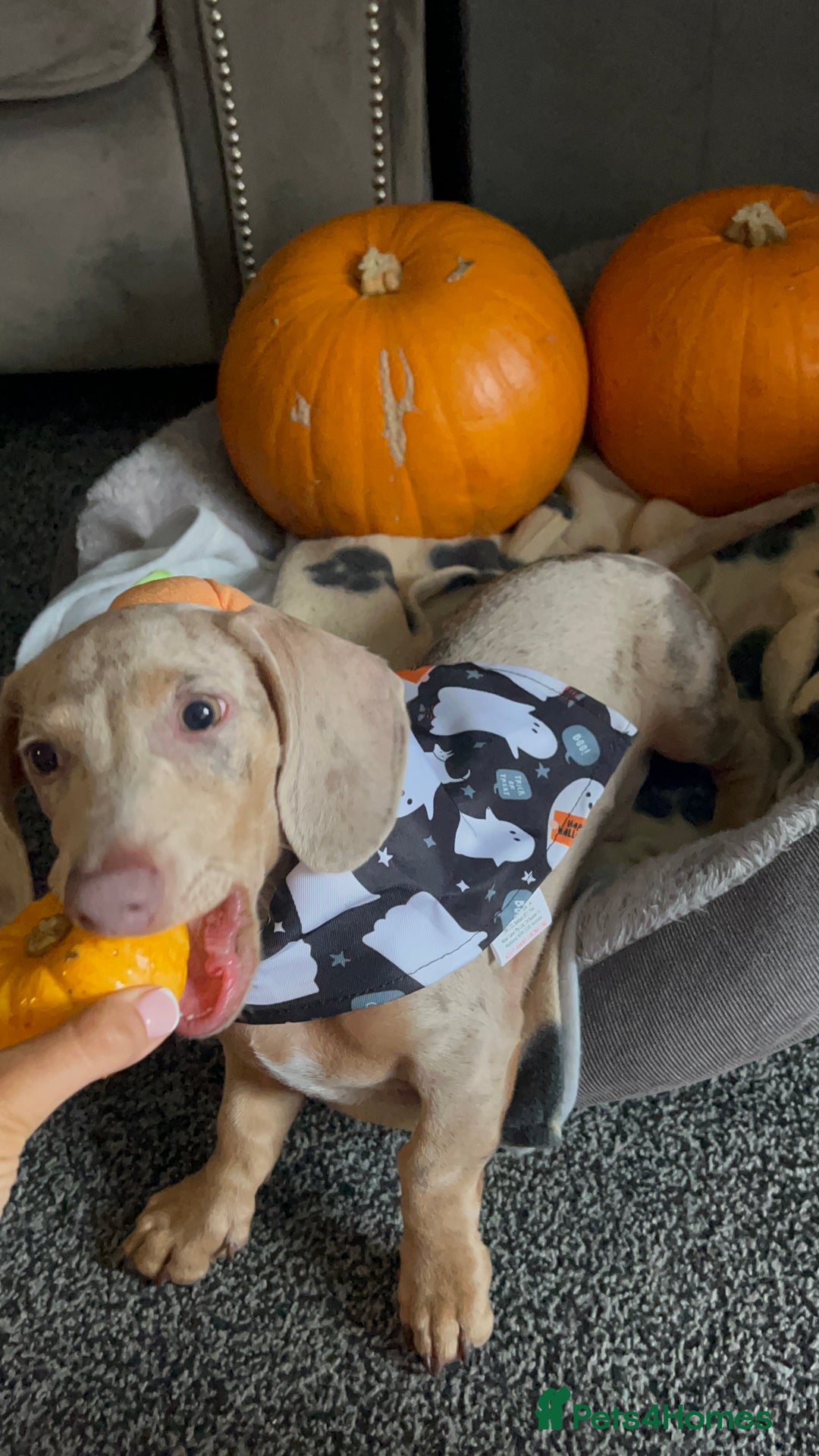 Dachshund dogs for sale: Miniature Dachshund  - Advert 5