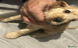 Cockapoo dogs for sale: 5 beautiful cockapoo's - Image 34