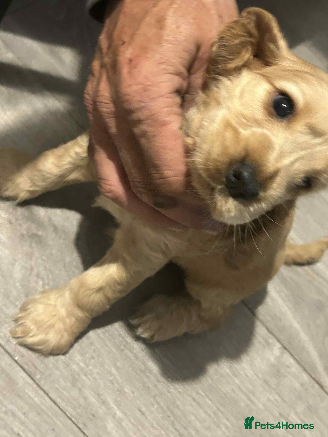 Cockapoo dogs for sale: 5 beautiful cockapoo's - Image 34