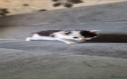 American Shorthair cats for sale: Fluffy Black&White Kittens Ready for Loving Homes - Image 4