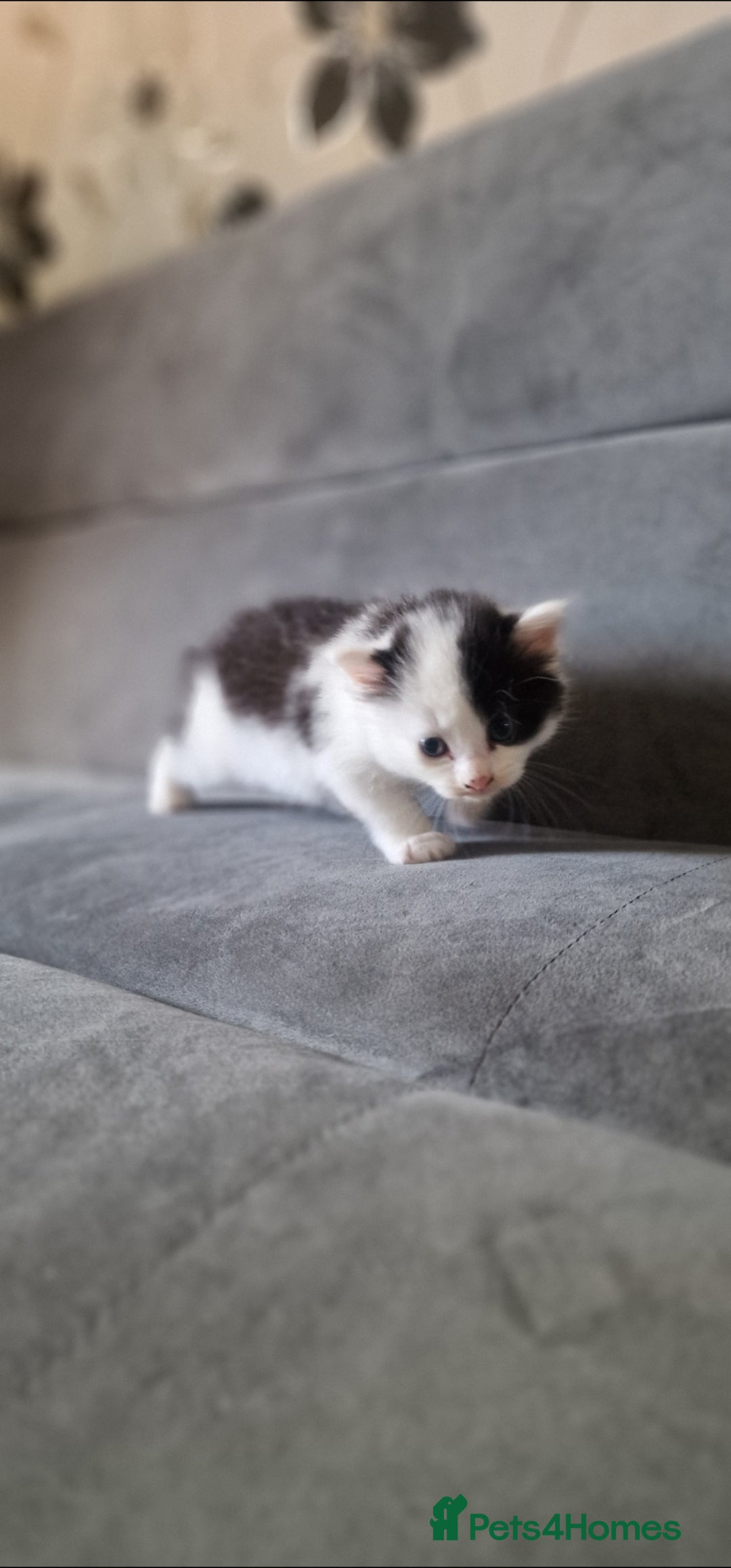 American Shorthair cats for sale: Fluffy Black&White Kittens Ready for Loving Homes - Image 4