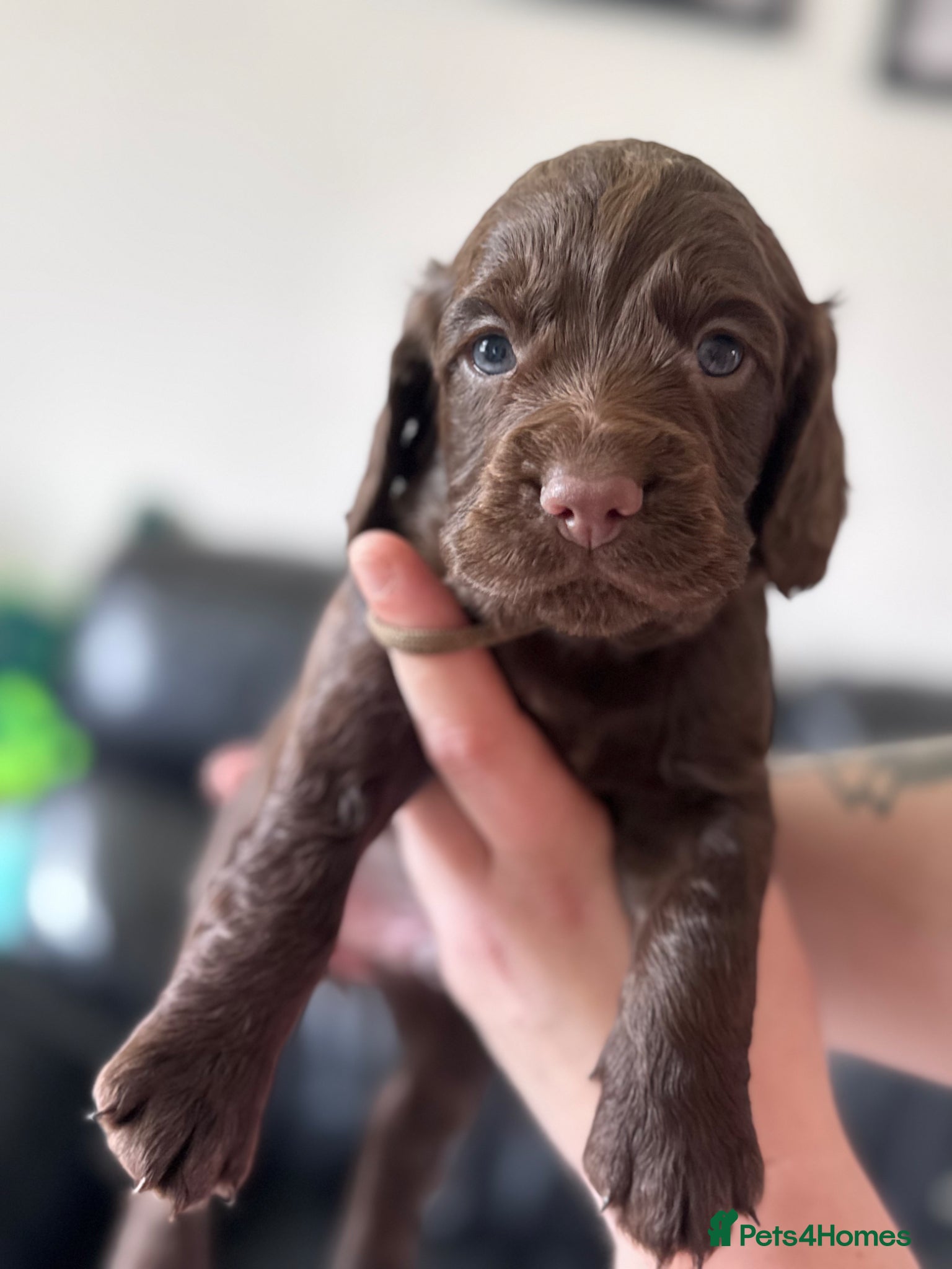 Cocker Spaniel dogs Working cocker spaniel puppies - Advert 12