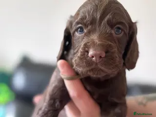 Cocker Spaniel dogs Working cocker spaniel puppies - Advert 12