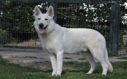 White Swiss Shepherd dogs for stud: White Swiss Shepherd Frozen Semen for Sale  - Image 3