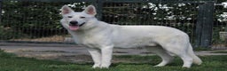 White Swiss Shepherd dogs for stud: White Swiss Shepherd Dog (Short Coat) Frozen Semen - Advert 3