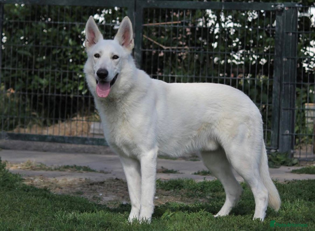 White Swiss Shepherd dogs for stud: White Swiss Shepherd Frozen Semen for Sale  - Image 3