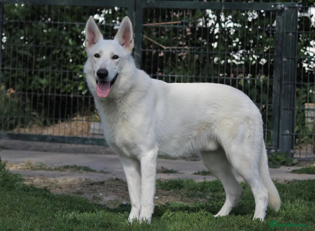 White Swiss Shepherd dogs for stud: White Swiss Shepherd Dog (Short Coat) Frozen Semen - Advert 3
